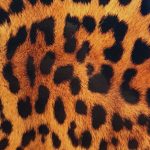 Aizsargplēve Evelatus Universal Leopard Colorful Film for Screen Cutter 